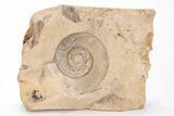 Ordovician Gastropod (Liospira) Fossil - Wisconsin #215203-1